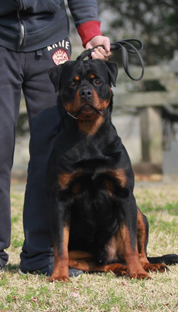 猛犬逆袭获胜，全队表现出色